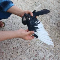 کبوتر|پرنده|مسجد سلیمان, |دیوار