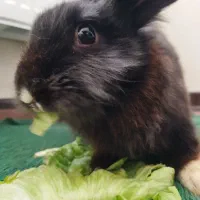 خرگوش دورگه لپ|موش و خرگوش|فولادشهر, C1|دیوار