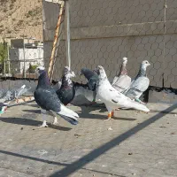 کبوتر پشتی والمانی