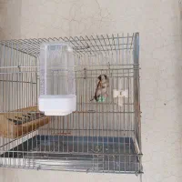 سهره ماده سه ساله ،شهرضا|پرنده|اصفهان, سرشبادران|دیوار