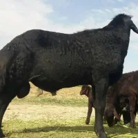 سرمایه گذار برای خرید بره پرواری