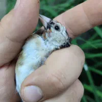 جوجه سهره نر|پرنده|تبریز, |دیوار