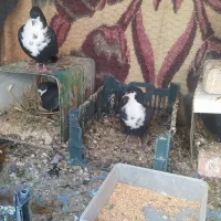 یک جفت کلاغ گوک.یک جفت سیاه رسمی