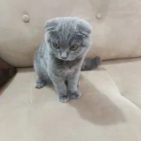 گربه اسکاتیش فولد بلو نژادار اصیل ماده