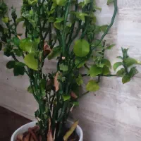گل وگلدان سفالی