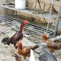 20،تخم مرغ لاری دونگ بالا اصلی|حیوانات مزرعه|وحدتیه, |دیوار