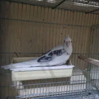 عروس هلندی ماده