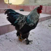 خروس برهما اصل