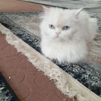 دو عدد گربه نر و ماده پرشین خشکل عروسک|گربه|تربتحیدریه, کلاته توکلی|دیوار