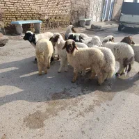 بره نر جهت فروش الیوز 235/000/000