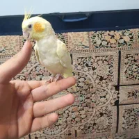 عروس کاملا دستی