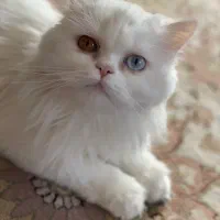 گربه خوشگل چشم دورنگ با قیمت مناسب