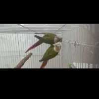 جفت گیرینچیک آناناسی|پرنده|خورموج, |دیوار