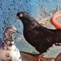 سرخ تهرانی سیاه وسبز ابادانی