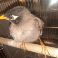 مینا ۳ماه