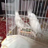 عروس هلندی البینو دوکت|پرنده|اصفهان, شهید رجایی|دیوار