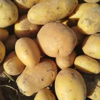 سیب زمینی|عمده‌فروشی|هیر, |دیوار