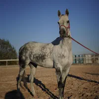 اسب مادیان اصیل ترکمن (مستقر در همدان )