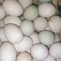 تخم اردک ومرغ محلی