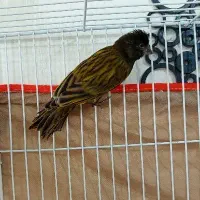 گلبسرقناری آنتیک