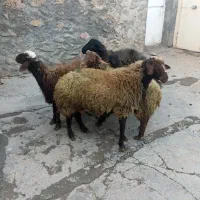 کاور گوشتی|حیوانات مزرعه|دهگلان, |دیوار