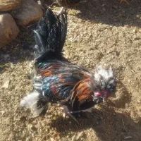 سلام خروس جوان و زیبا بفروش گذاشتم