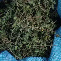 آویشن تازه شهرستان صحنه
