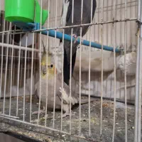 یک جفت عروس مولد با دو جوجه سرحال