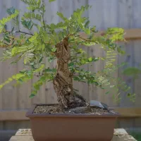 (( بذر )) اقاقیا بنسای کلکسیونی