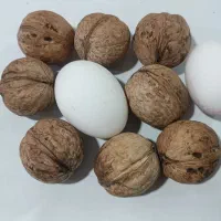 گردو تویسرکان بی نظیر و درشت