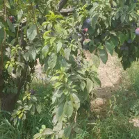 هرس و کود وشخم وسمپاشی