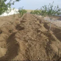باغبانی سمپاشی هرس کاری تیلرزدن باغها در سراسرمشهد|خدمات باغبانی و درختکاری|مشهد, وکیلآباد|دیوار