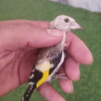 جوجه سهره