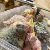 عروس هلندی سرلاکی در رنگ بندی(مولد و بالغ)|پرنده|رشت, یخسازی|دیوار