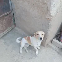 فروش سگ|سگ|گلپایگان, |دیوار
