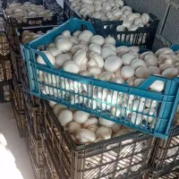 فروش قارچ خوراکی قیمت درب سالن