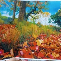 دستگاه چاپ رنگی شارپ 2640|پرینتر، اسکنر، کپی، فکس|اسکو, |دیوار