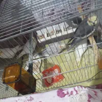 تعدادی عروس هلندی به قیمت عادلانه|پرنده|میانه, |دیوار