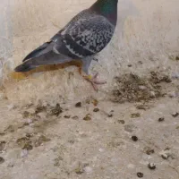 کبوتر المانی|پرنده|شیروان (خراسان), |دیوار