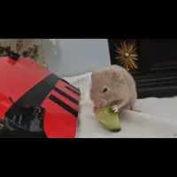 همستر خانگی