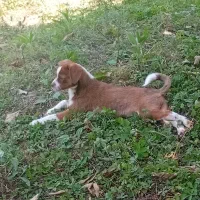 واگذاری توله سگ|سگ|املش, |دیوار