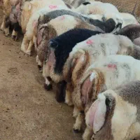 فروش بره وکهره چاق مخصوص کشتار
