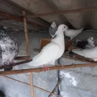 سه جفت جوجه کبوتر معاوضه با چیزی که به کارم بیاد|پرنده|خرم‌آباد (تنکابن), |دیوار