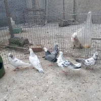 کبوتر پرشی شهرستان