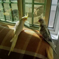 دوتا جوجه دوماهه|پرنده|قم, نخودی|دیوار