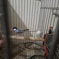 فنچ نرگسی نر