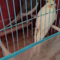 عروس هلندی ، مرغ کت ، مرغ و خروس لاری ومحلی