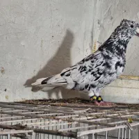 کبوتر|پرنده|برازجان, |دیوار