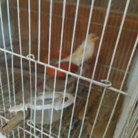 قناری موزائیکی و ردفاکتور|پرنده|مشهد, حسین‌آباد|دیوار