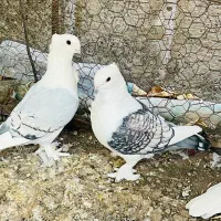 کبوتر بلژیکی